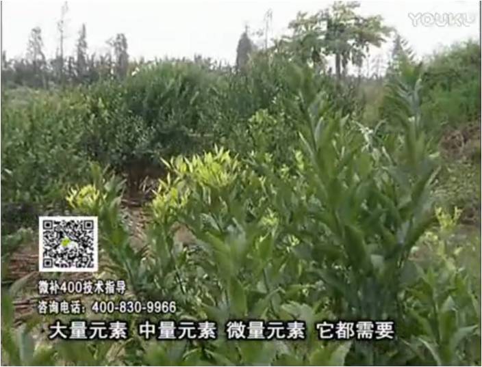 珠江臺(tái)搖錢樹：柑橘噴施微補(bǔ)花力+硼力，補(bǔ)充鋅硼健壯來花，利坐果