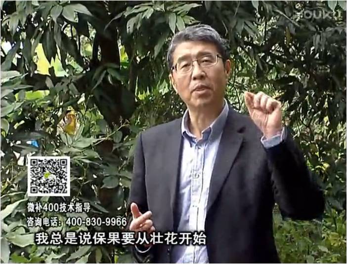 珠江臺搖錢樹：荔枝來花少更要做好壯花，提高坐果，葉噴微補花力+硼力，補鋅