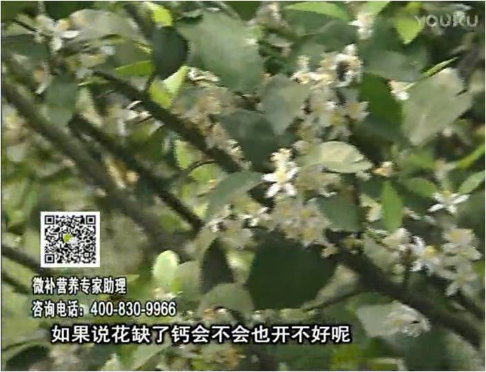 珠江臺(tái)搖錢樹：柑橘淋微補(bǔ)根力鈣+精力，促根壯春梢，花壯利坐果