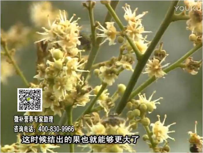 珠江臺搖錢樹：龍眼淋沖微補根力鈣+沖力鎂，促根保樹