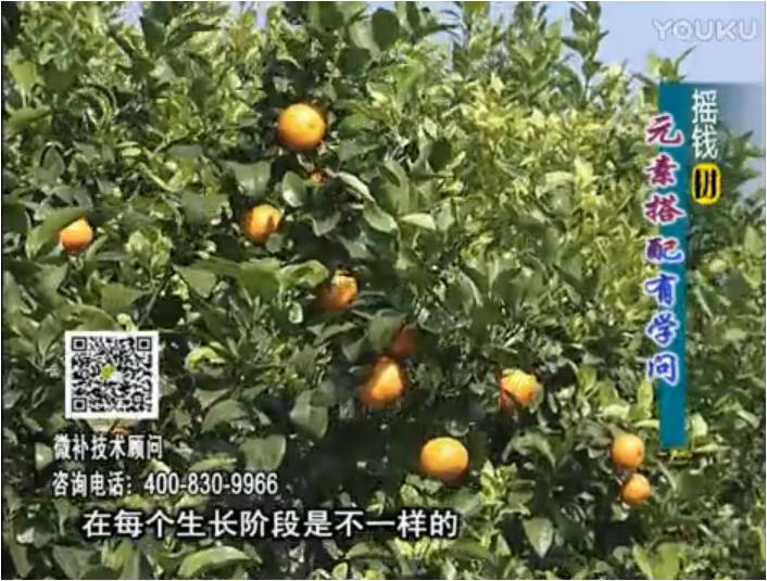20170306珠江臺(tái)搖錢樹：柑橘淋沖微補(bǔ)方案，針對不同需求正確補(bǔ)充元素，平衡營養(yǎng)健壯長