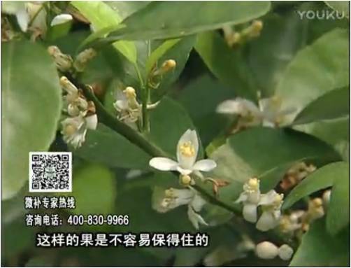 20170313珠江臺(tái)搖錢樹：柑橘淋沖微補(bǔ)根力鈣+精力，噴微補(bǔ)花力+硼力，來花健壯，預(yù)防減少弱花畸形花