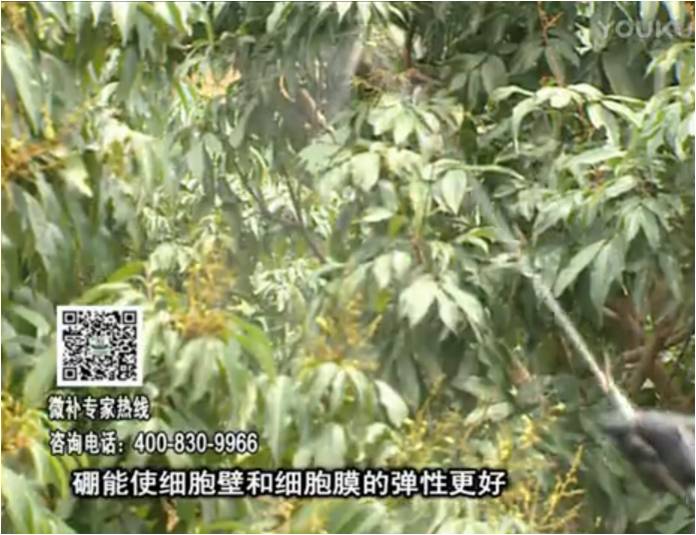 20170313珠江臺搖錢樹：荔枝噴微補果力+硼力，保果好
