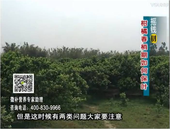 20170327珠江臺(tái)搖錢樹：柑橘預(yù)防春梢不轉(zhuǎn)綠，撒微補(bǔ)倍力、淋沖力鎂