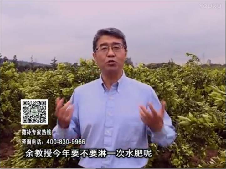 20170424珠江臺(tái)搖錢樹：柑橘樹弱保果難度大，淋沖微補(bǔ)根力鈣+精力+精華粉，保樹保果好