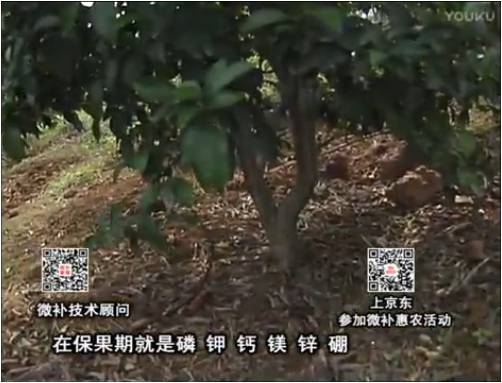 20170417珠江臺(tái)搖錢樹：柑橘噴施微補(bǔ)果力+硼力+精華粉，保果好，果青綠