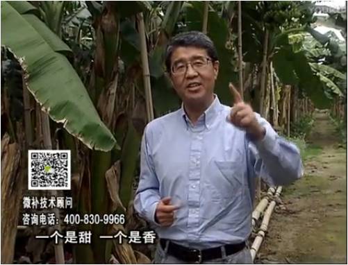 20170327珠江臺搖錢樹：香蕉噴施微補果力+碧力+壯力、撒微補倍力，提高品質(zhì)、同時減肥提產(chǎn)