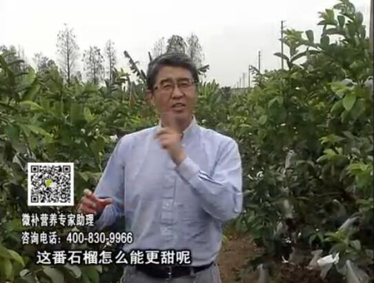 20170327珠江臺搖錢樹：番石榴噴施微補果力+壯力，補充磷鉀鈣鎂等，促進(jìn)果甜品質(zhì)高