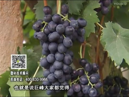 20170501珠江臺(tái)搖錢樹(shù)：葡萄用微補(bǔ)方案，品質(zhì)高，賣價(jià)好