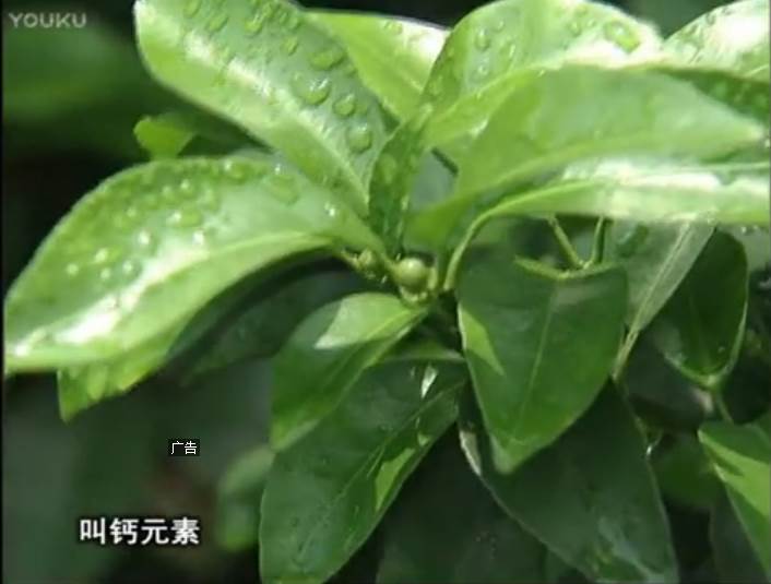 20170508珠江臺(tái)搖錢樹：柑橘澆施微補(bǔ)根力鈣，補(bǔ)鈣，促根健壯長(zhǎng)勢(shì)