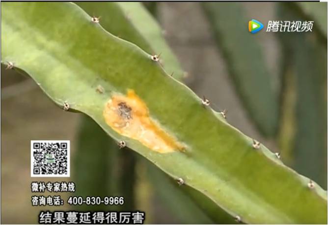 20170522珠江臺搖錢樹：火龍果爛葉病多怎么辦？