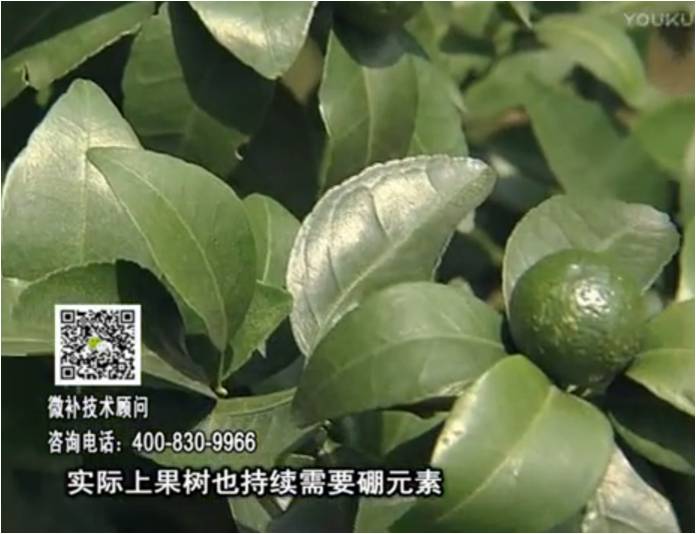 20170529珠江臺(tái)搖錢樹：貢柑蜜柚噴施微補(bǔ)蓋力+硼力，預(yù)防減少缺硼鈣裂果