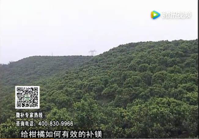 20170522珠江臺(tái)搖錢樹：柑橘落果黃葉是缺鎂？