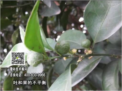 20170501珠江臺(tái)搖錢樹：柑橘噴施微補(bǔ)果力+碧力、淋根力鈣+沖力鎂，穩(wěn)果少落果，促根壯長(zhǎng)勢(shì)