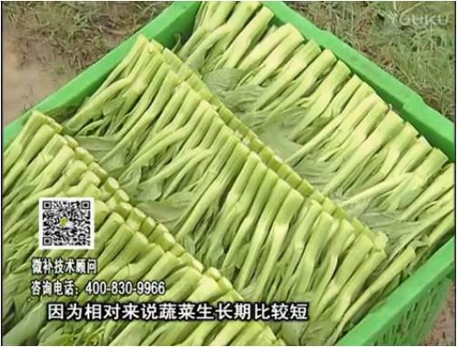 20170306珠江臺(tái)搖錢樹：蔬菜澆施微補(bǔ)根力鈣+精力，提高蔬菜長勢，減少病害，提高收益