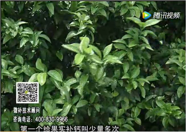 20170605珠江臺(tái)搖錢樹：柑橘果實(shí)補(bǔ)鈣如何做？