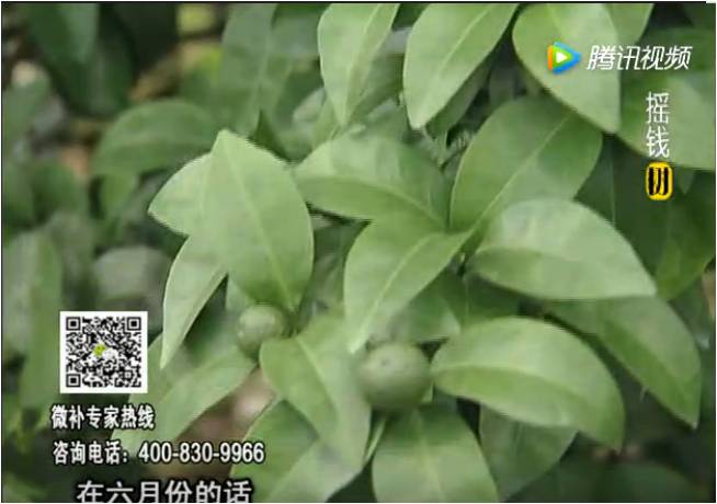 珠江臺(tái)搖錢樹：柑橘樹如何調(diào)酸保葉？