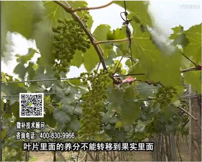 20170717珠江臺(tái)搖錢樹：果實(shí)補(bǔ)鈣充足，噴施螯合鈣+精華液+保葉素，品質(zhì)高、耐存儲(chǔ)