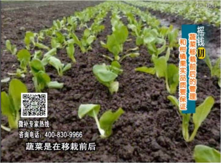20170814珠江臺(tái)搖錢樹(shù)：蔬菜澆施微補(bǔ)，調(diào)酸促根，健壯長(zhǎng)勢(shì)