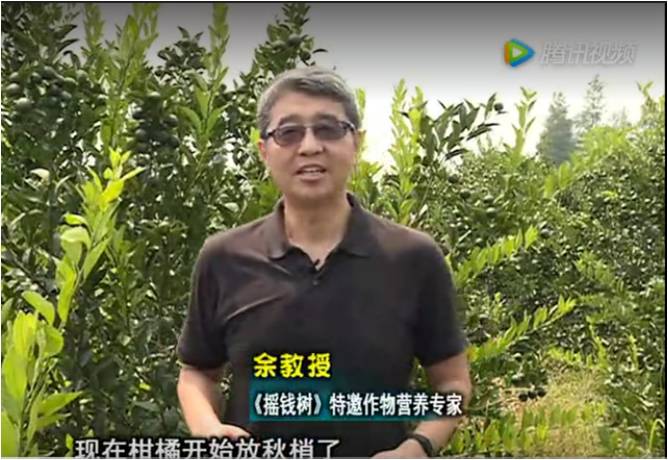 20170821珠江臺(tái)搖錢樹：柑橘如何放秋梢？