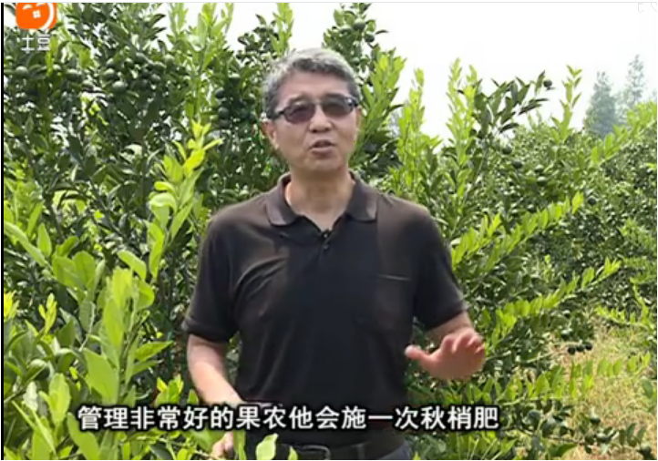 20170904珠江臺(tái)搖錢樹：柑橘用因迪樂，樹勢(shì)健壯、果品質(zhì)高