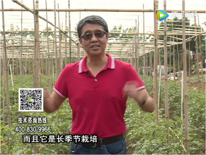 20171120珠江臺(tái)搖錢樹(shù)：番茄如何增產(chǎn)增收？