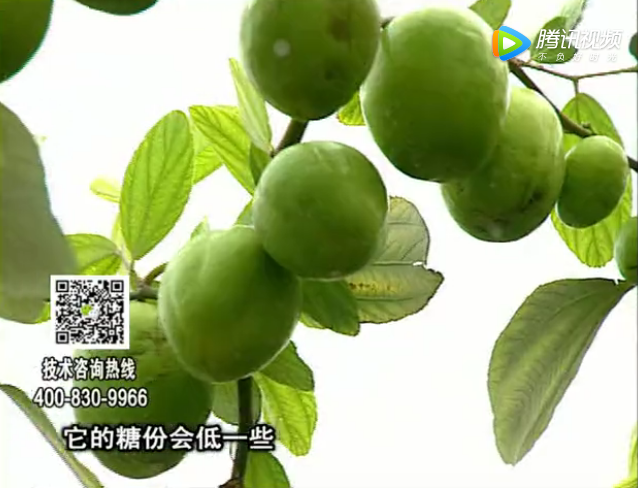 20171204珠江臺(tái)搖錢樹(shù)：青棗膨果增甜如何做？