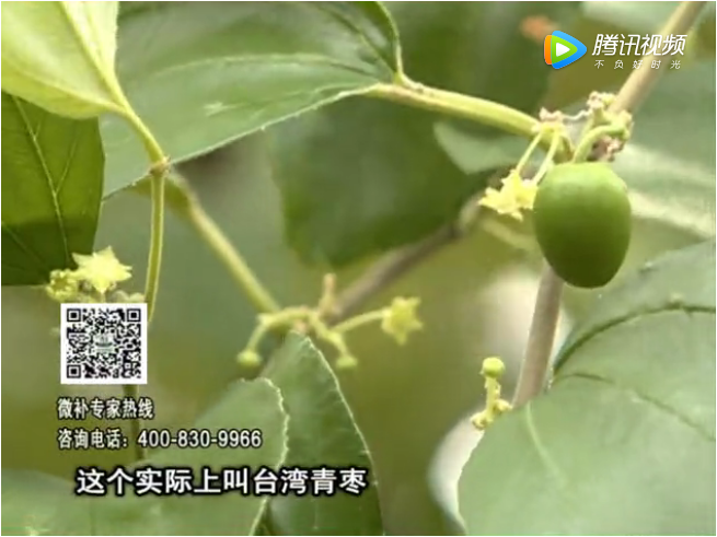 20171106珠江臺(tái)搖錢樹(shù)：青棗果大清甜如何種？