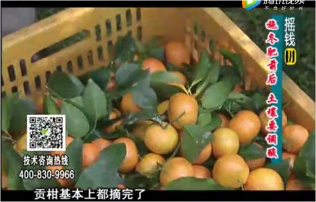 20180101珠江臺(tái)搖錢樹(shù)：柑橘土壤酸化怎么辦？