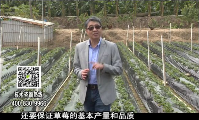 20180108珠江臺(tái)搖錢樹(shù)：草莓苗弱膨果增甜如何做？