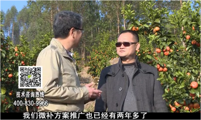 20180122珠江臺(tái)搖錢(qián)樹(shù)：廣西柑橘如何管？產(chǎn)量賣(mài)相好?
