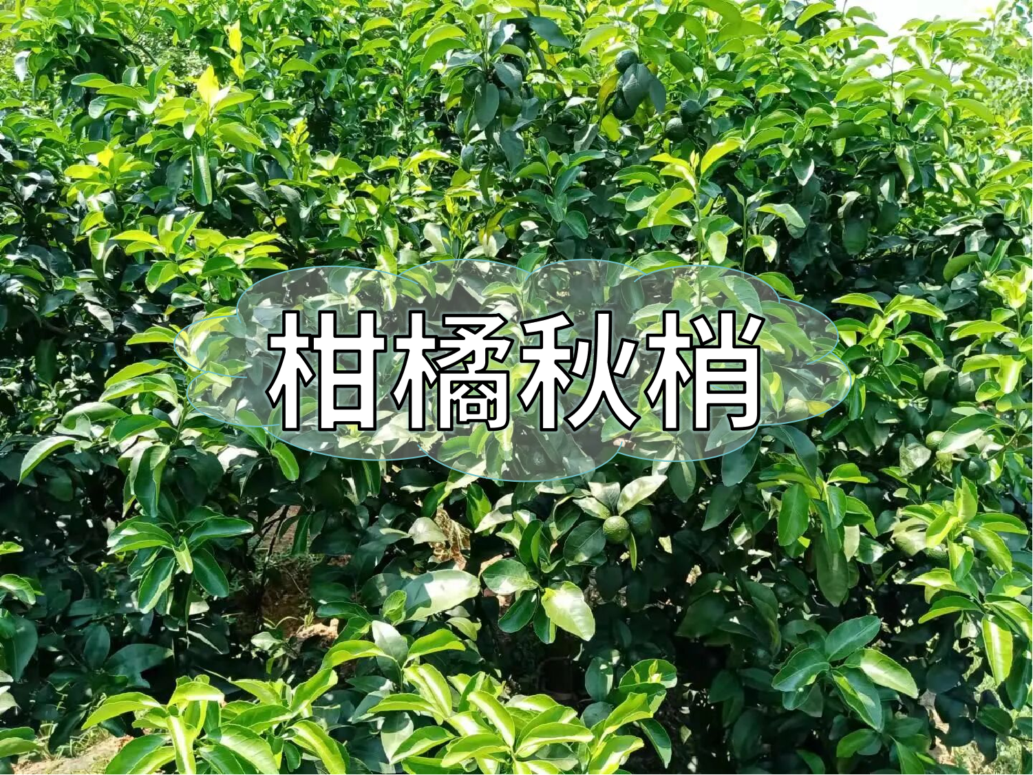 <i style='color:red'>柑橘秋梢</i>期的管理要點