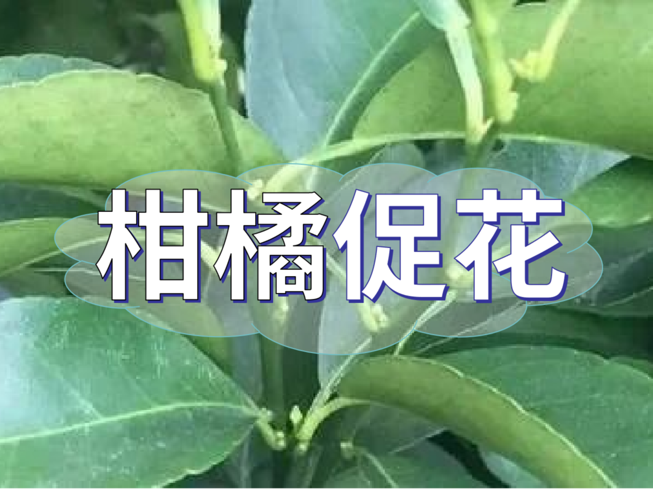 柑橘來年開花多花健壯，這個促花方案必加上