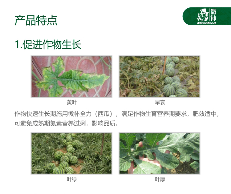 微補(bǔ)西瓜全力