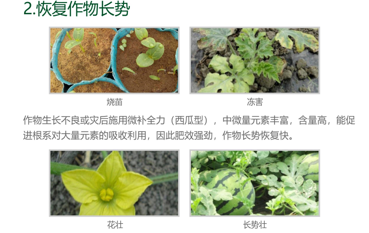 微補(bǔ)西瓜全力