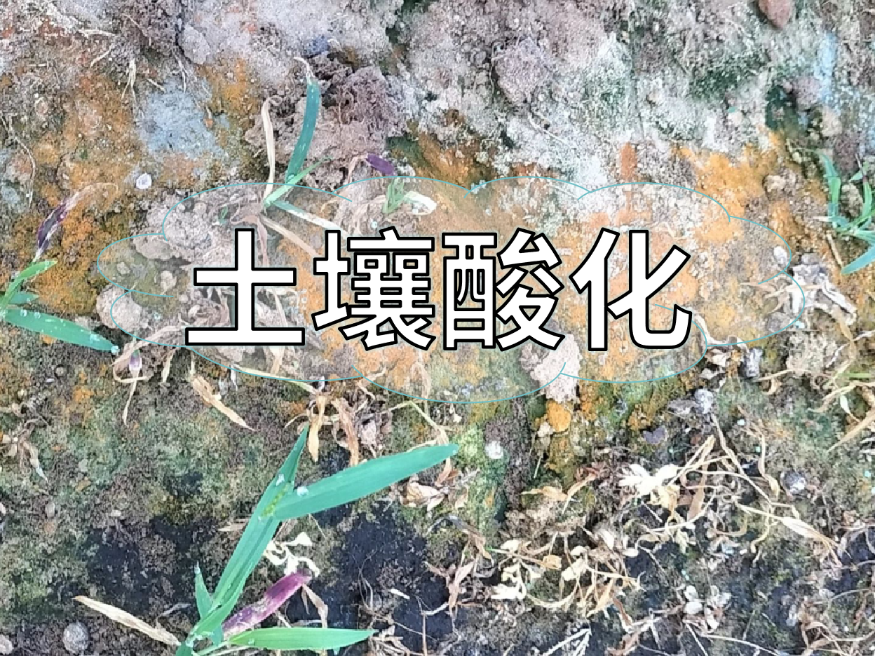 <i style='color:red'>土壤酸化</i>柑橘樹變黃，教你一招快速調(diào)酸防黃化