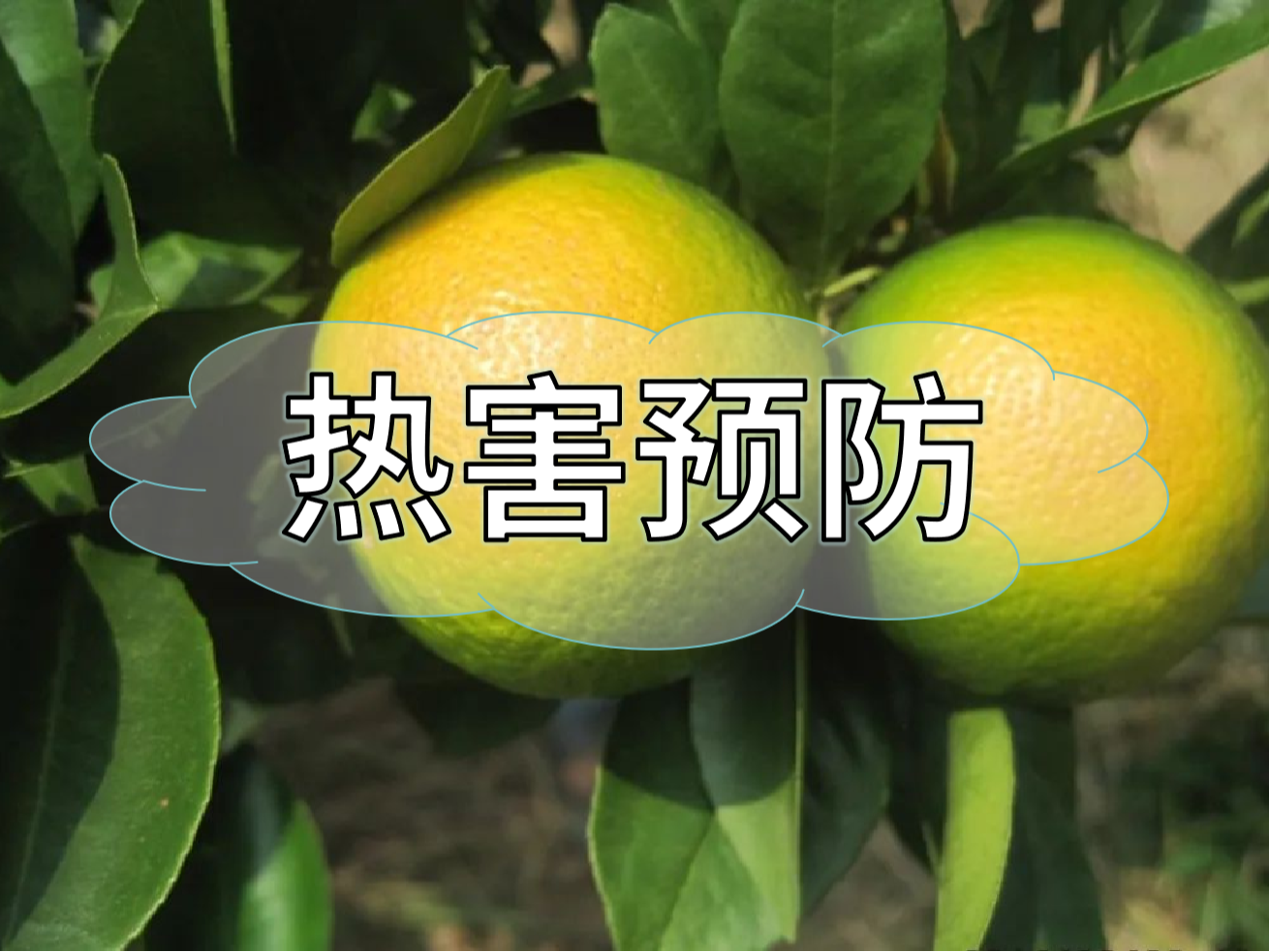 高溫?zé)岷r(nóng)業(yè)生產(chǎn)的 "隱形殺手"，熱害防御指南