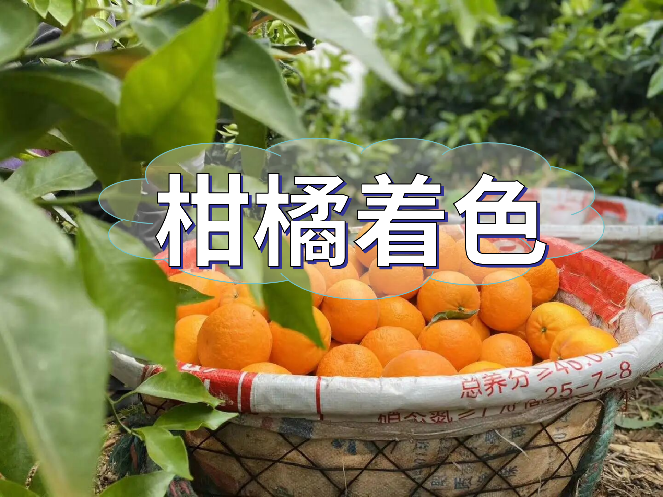 柑橘膨大轉(zhuǎn)色增甜這樣管，成熟快上市早