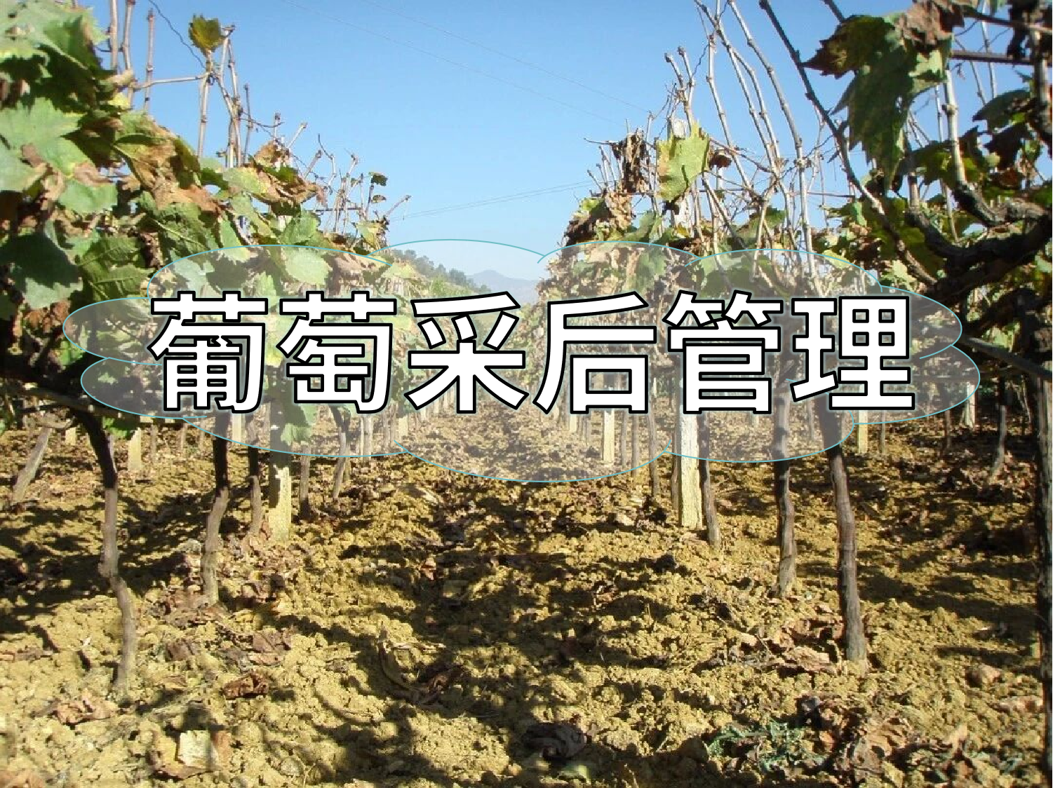 葡萄采摘忙，<i style='color:red'>采后管理</i>得跟上