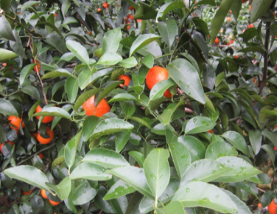 微補(bǔ)方案反饋|跟著農(nóng)友們管理，放優(yōu)質(zhì)秋梢并不難