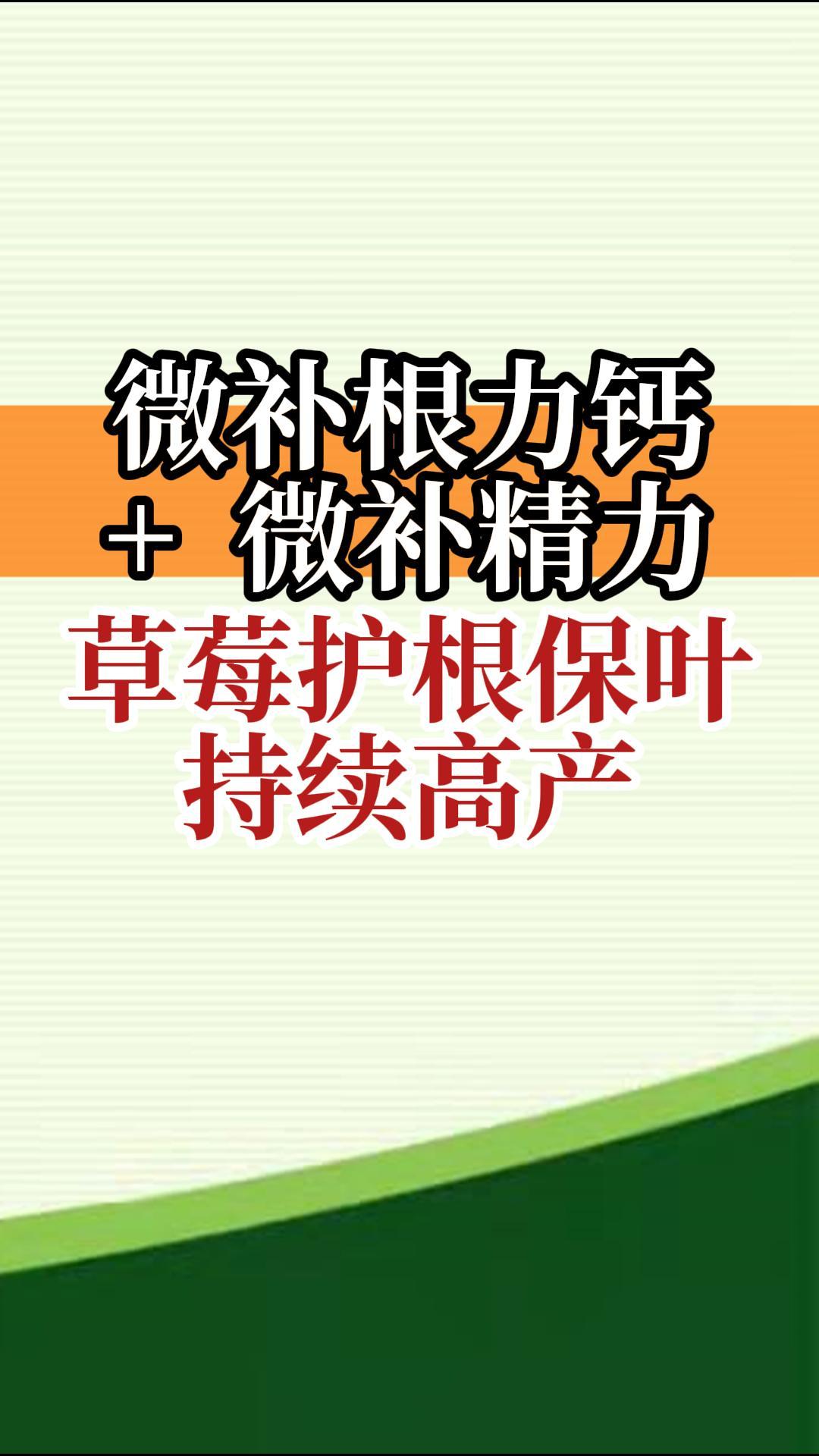 微補根力鈣+微補精力 草莓護根保葉 持續(xù)高產(chǎn)
