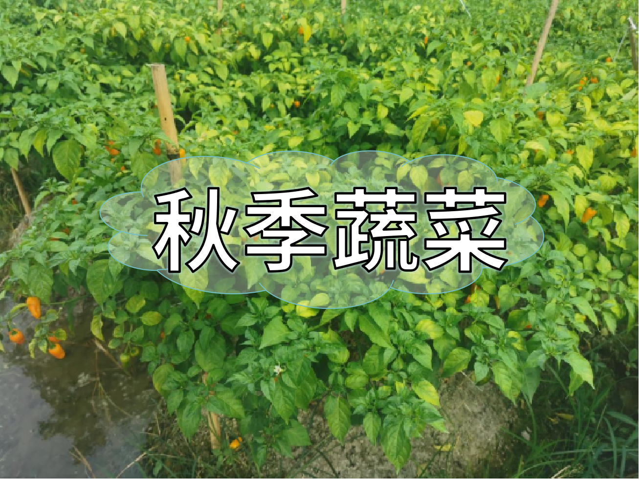 秋種蔬菜，如何提高成活率提高產(chǎn)量