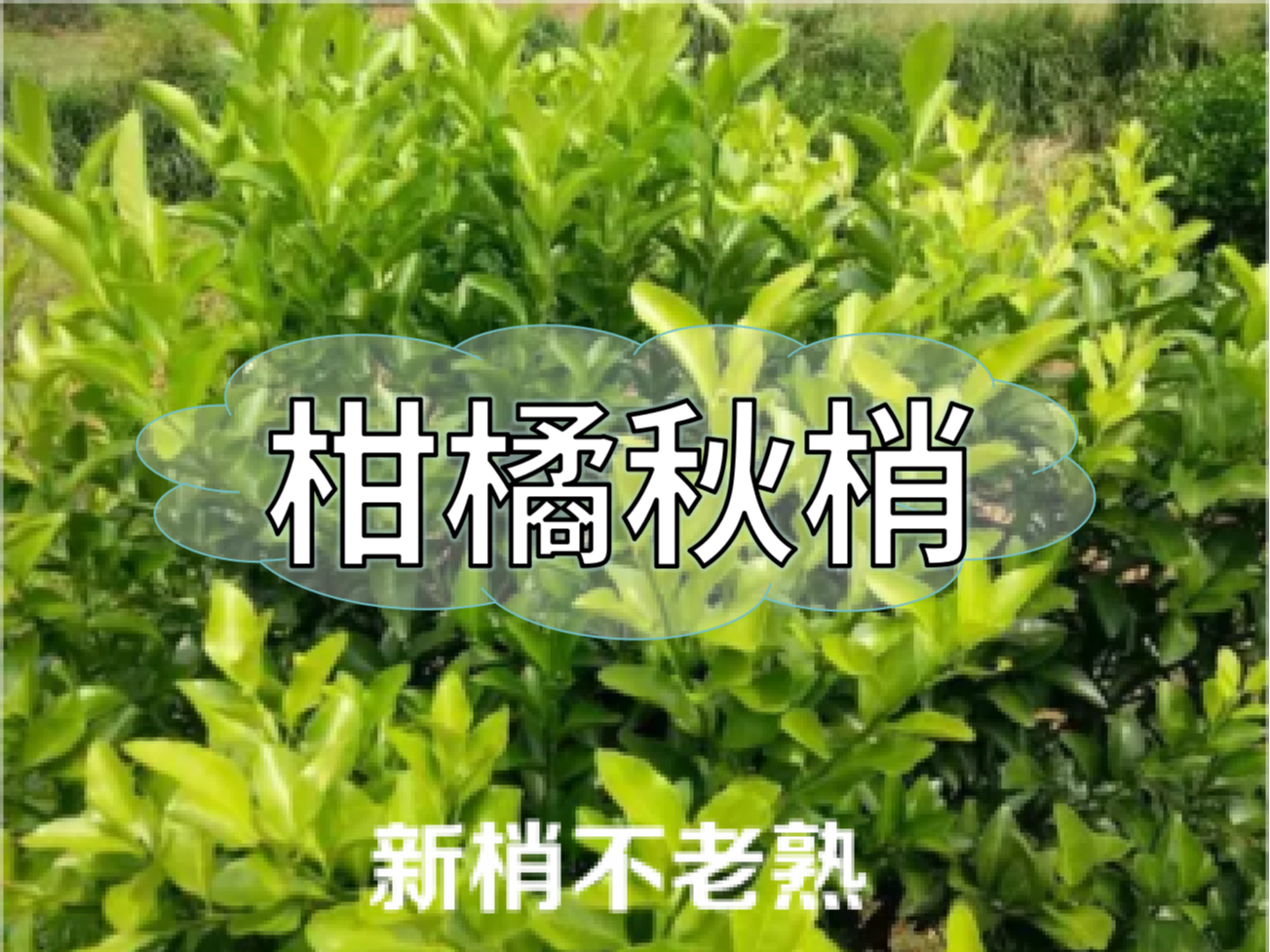 柑橘新梢剛抽出就發(fā)黃，不轉(zhuǎn)綠，怎么辦？