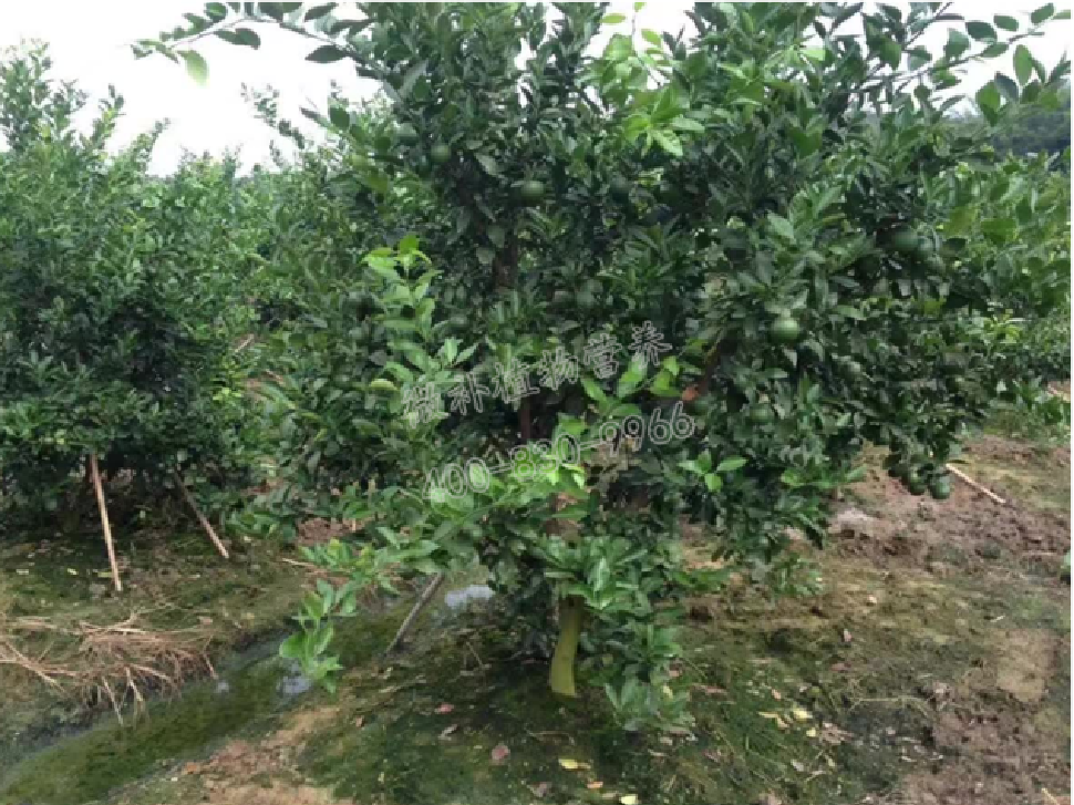 別人果園落果慘重，為何她的果園黃蒂落果少？