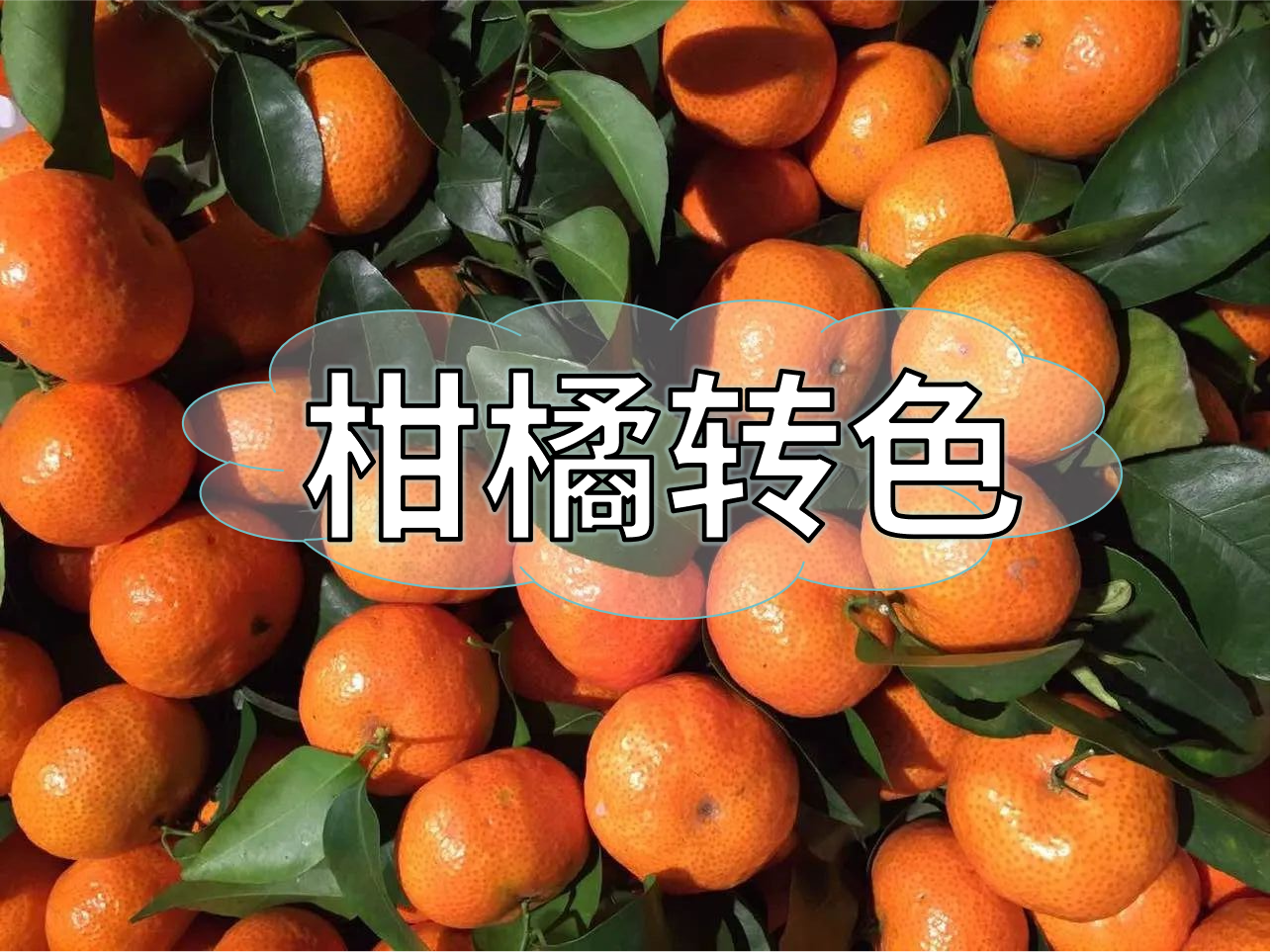 柑橘轉(zhuǎn)色增甜管理，現(xiàn)在就開始了