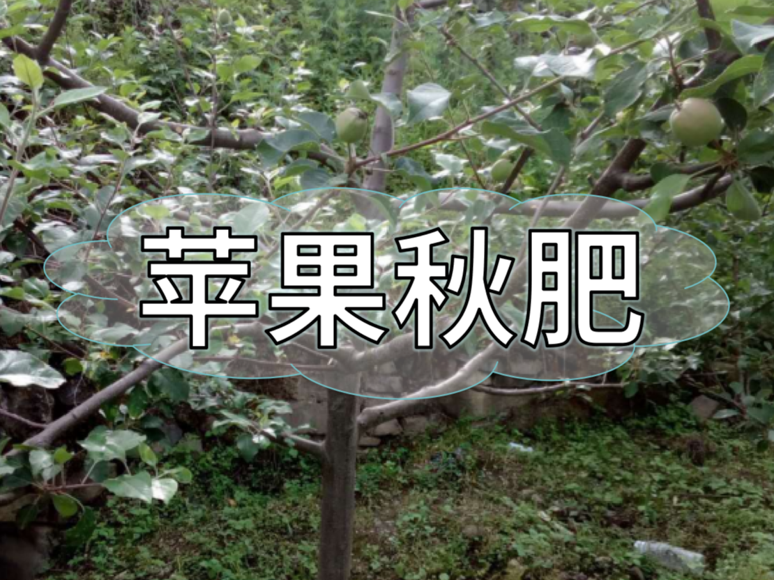 蘋(píng)果施秋肥