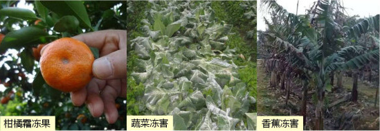 讓作物安全過冬的實用小妙招，速看