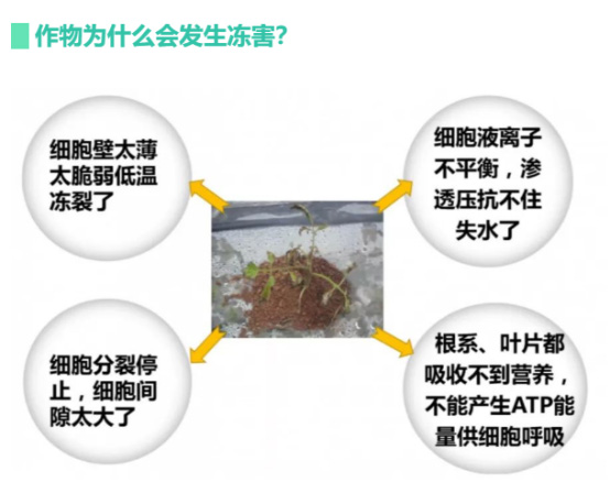 讓作物安全過冬的實用小妙招，速看