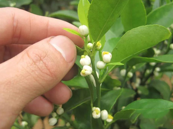沃柑茂谷柑來(lái)花多要疏花，促花工作就不做了，小心花多不壯