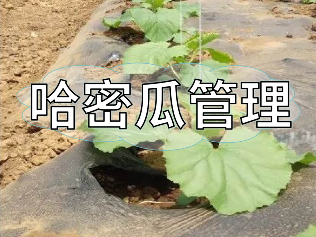 哈密瓜增產(chǎn)提質(zhì)管理